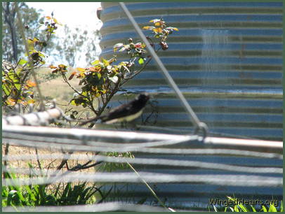 Willie Wagtail