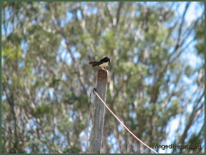 Willie Wagtail