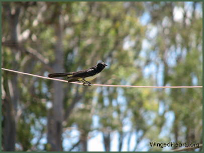 Willie Wagtail