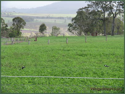 Lush green grasses fill the paddocks