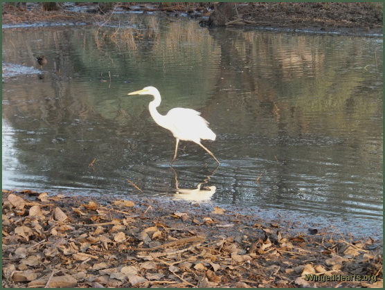 cranes at Ranthambore