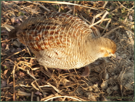 partridges - ranthambore