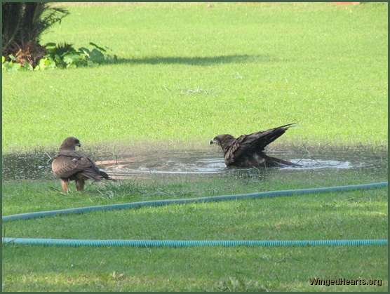 Eagles at the Taj mahal agra