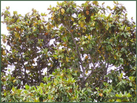 magpie nest in tree