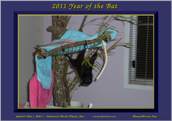 yearofthebat-tuki6