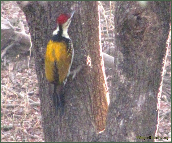 woodpecker at Ranthambore