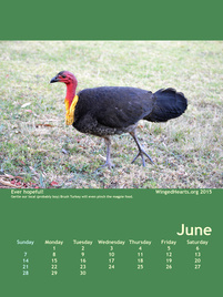 Winged Hearts Calendar 2015