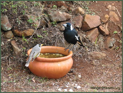 Maggie magpie and Minnie Noisy Miner best friends