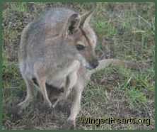 A wallaby mum with Joey in the pouch