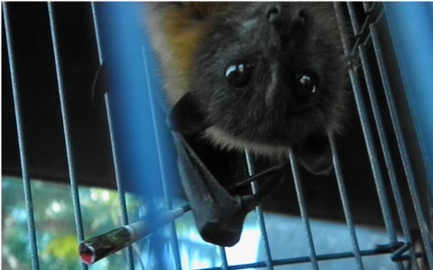 flying fox pierced by dart