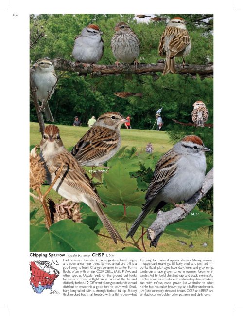 Chippin sparrow