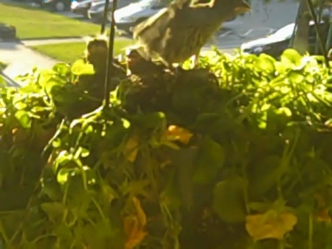 baby finches