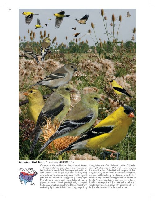 Goldfinch