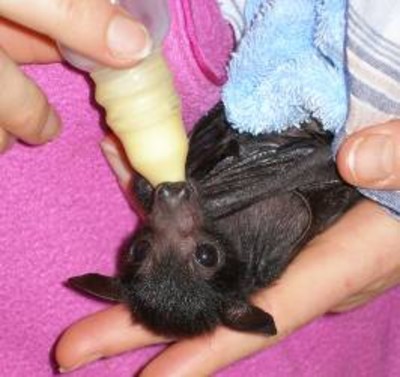 rescued orphan flying fox in care