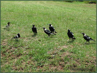 Maggie magpie and Butch butcherbird families