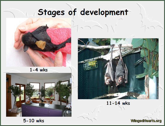 flying fox and bats - rescue and Rehabilitation