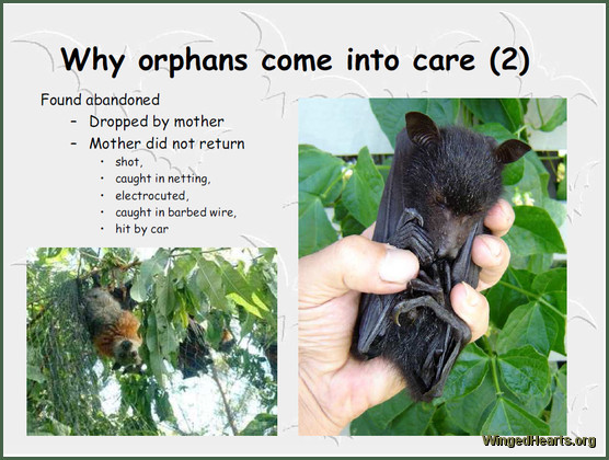 flying fox and bats - rescue and Rehabilitation