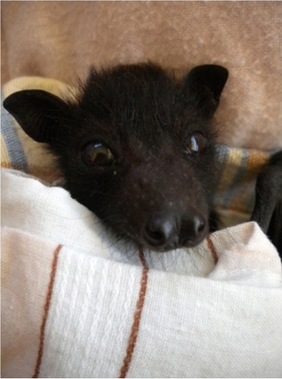 rescued - Matilda - black flying fox
